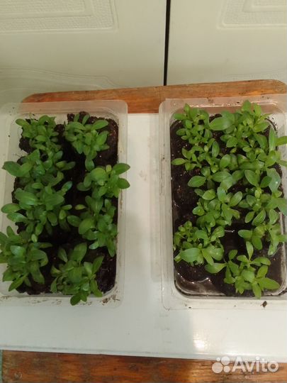 Эустома. Рассада