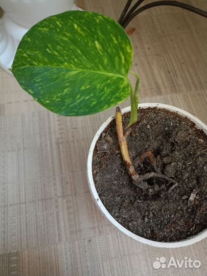 Эпипремнум