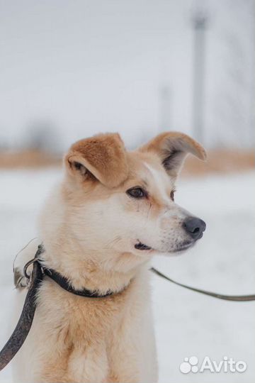 Собака Сметанка