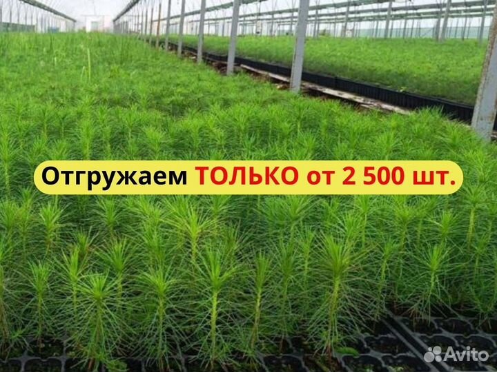 Саженцы ели окс