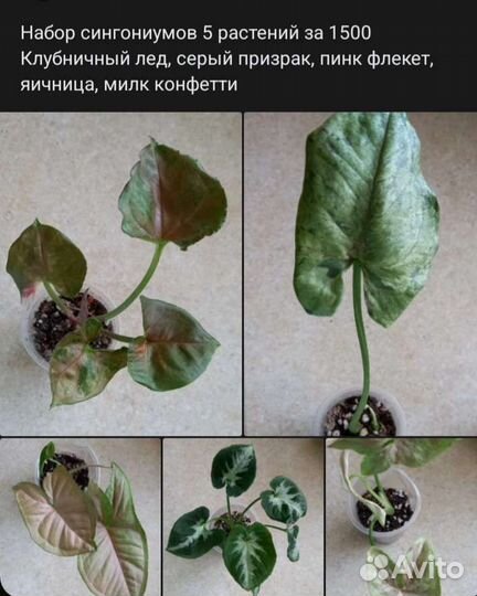 Комнатные растения