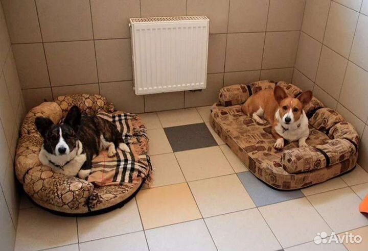 Уход за животными,передержка, зоогостиница