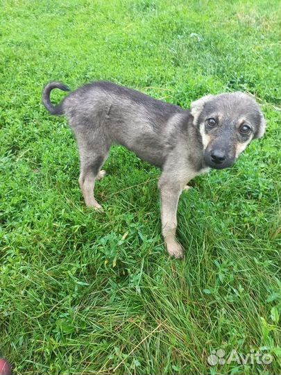 Щенки в добрые руки