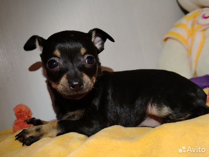 Мини той-терьер щенки