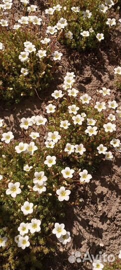 Камнеломка