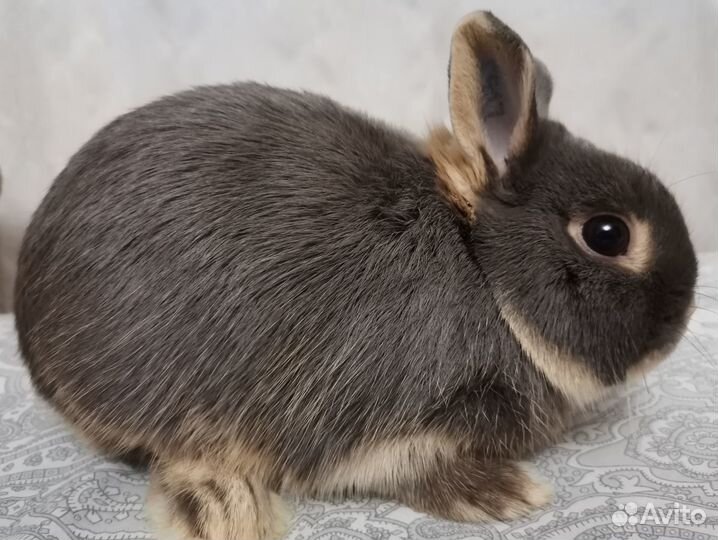 Карликовые кролики переменная группа