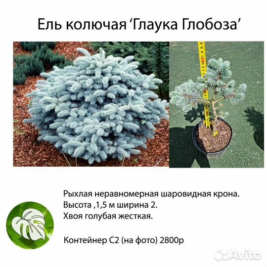 Ели глаука глобоза, хото, лаки страйк, инверса