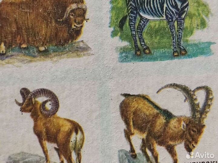 Настольная игра Времён СССР, Животный мир 