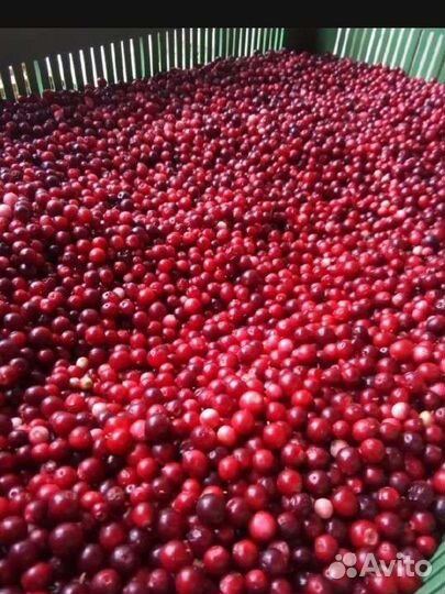 Клюква свежая
