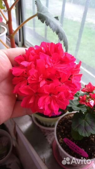 Пеларгония карликовая