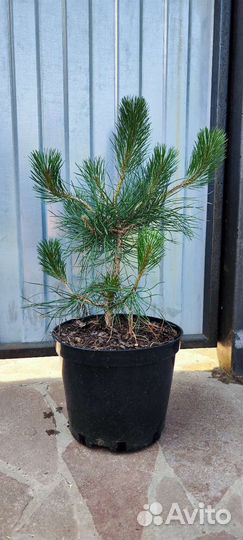 Сосна черная