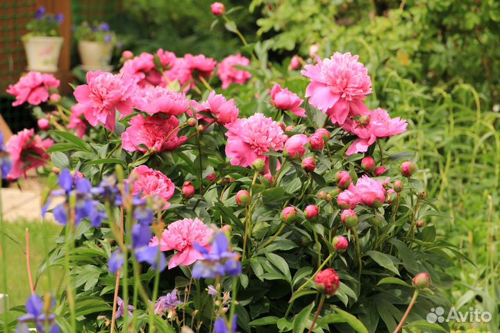 Корни, деленки пиона 