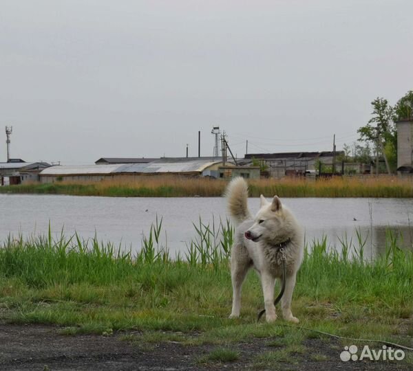 Собака в добрые руки отдам бесплатно