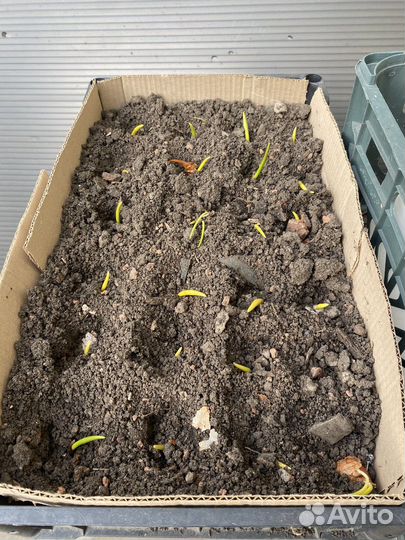 Тюльпан луковицы пророщенные