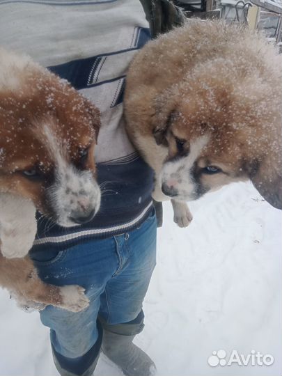 Продажа щенков Алабая