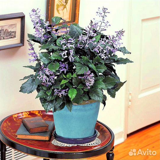 Плектрантус Мона Лавендер