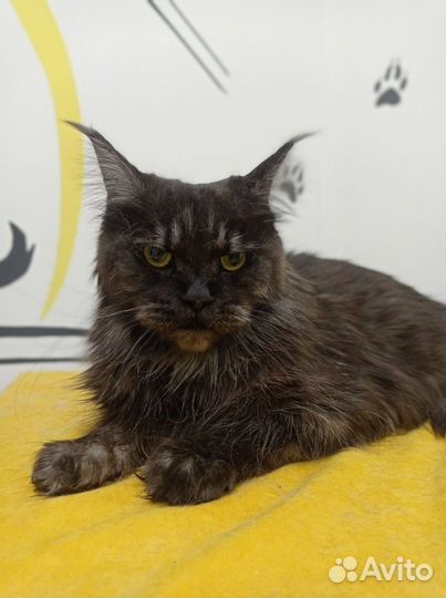 Котенок мэйнкун