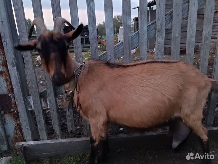 Козы дойные