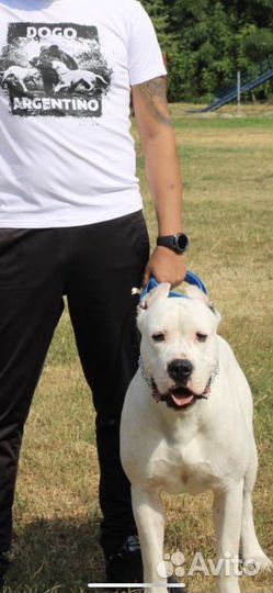 Вязка Аргентинский Дог