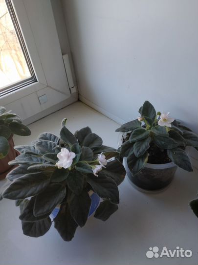 Цветущие фиалки