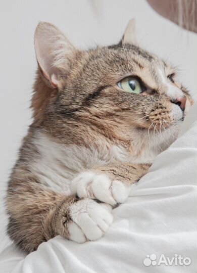 Гаврюша в поиске дома