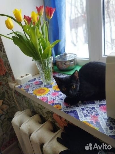 Кошки в добрые руки