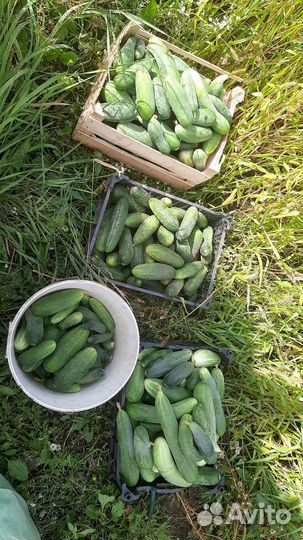 Домашние огуцы