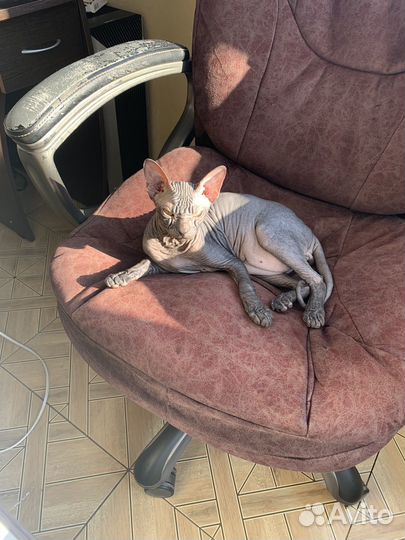 Вязка сфинкса