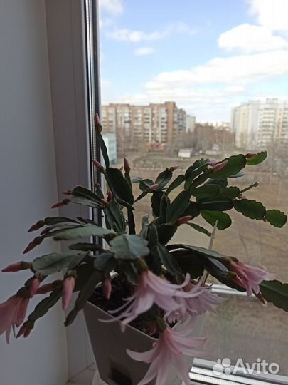 Пасхальник