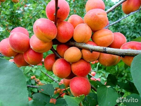 Питомник чита Абрикос сортовой неукрывной