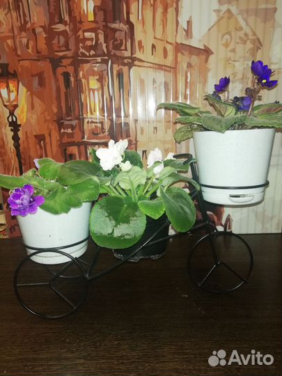 Фиалки в подставке