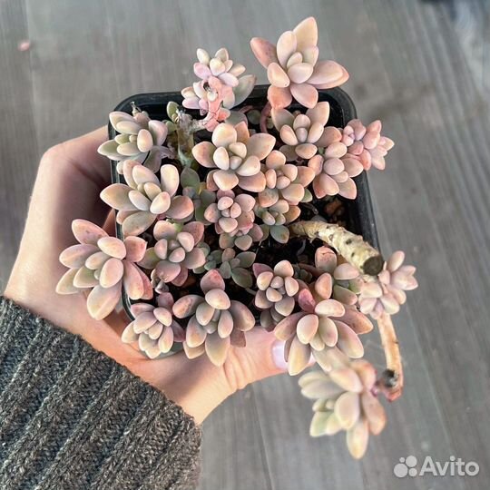 Суккуленты детки эхеверия граптоседум