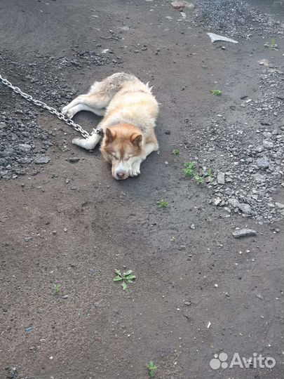 Собака в добрые руки хаски