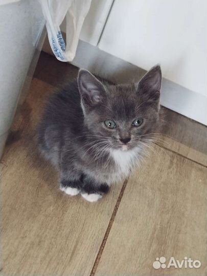 Дымчатые котята в дар