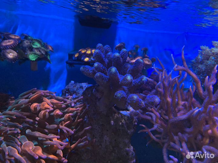 Морские кораллы