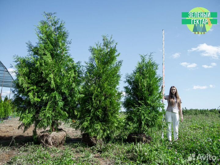 Туя брабант 2 м свежая копка 2023