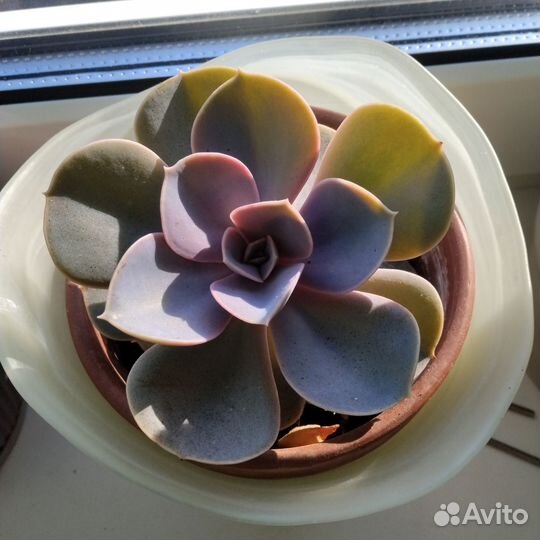 Толстянка, суккуленты