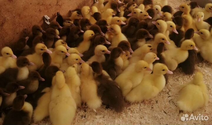 Гусята, Утята, Бройлеры, Молодка