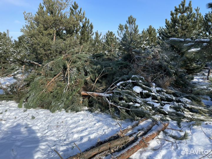 Ветки, бревна сосны