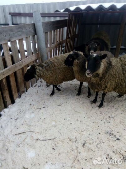 Овцы романовской породы