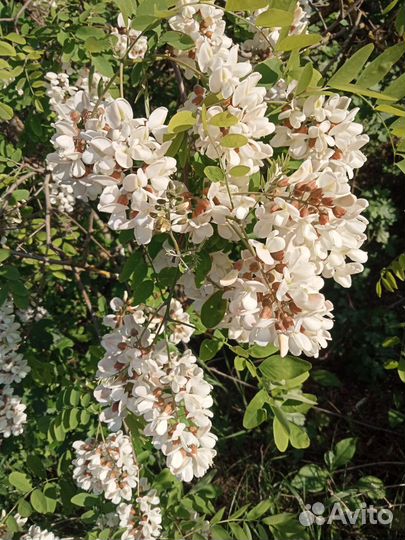 Акация белая