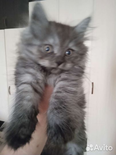 Кошка в дар бесплатно