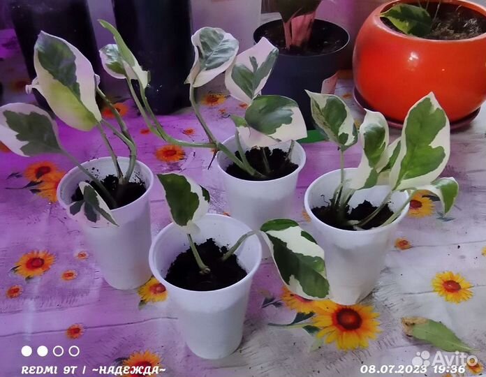 Эпипренум N'Joy