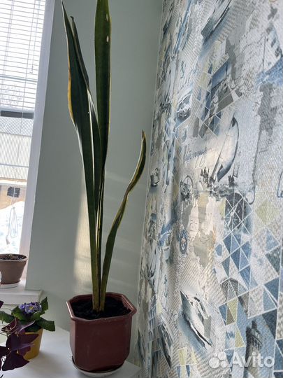 Сансевиерия сортовая