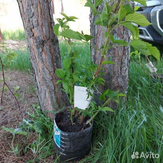 Малина ремонтантная Полька Саженцы