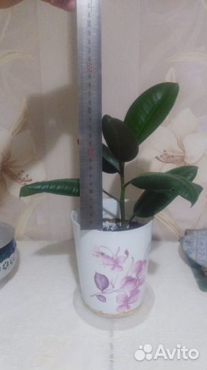 Фикус Эластика Робуста