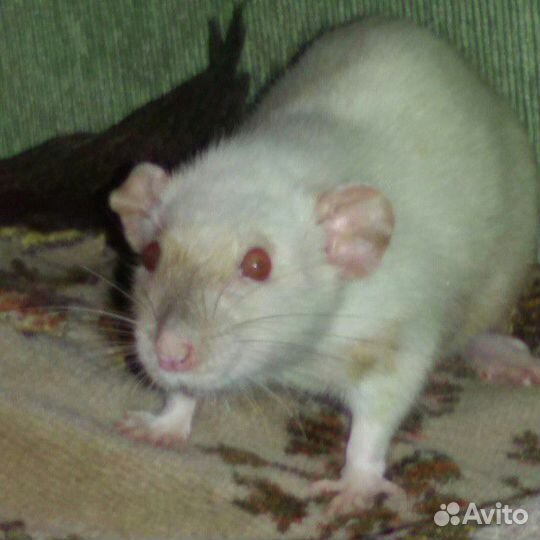 Котоняня Зооняня