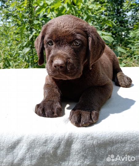 Шоколадные и черные щенки лабрадора
