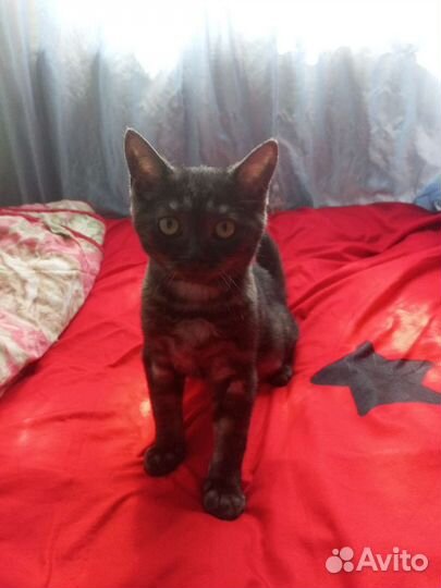 Котенок в дар бесплатно
