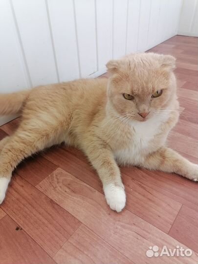 Британский котик